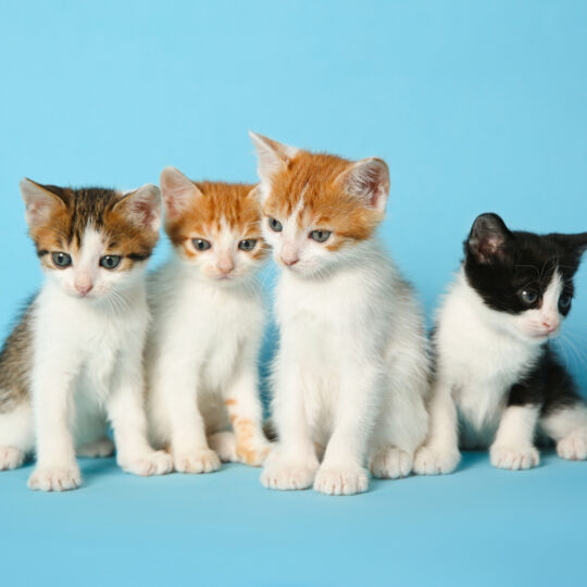 Kitty Yoga Class (60)