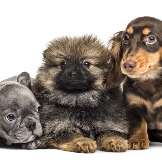 Puppy Yoga Birthday Party Rental Fee