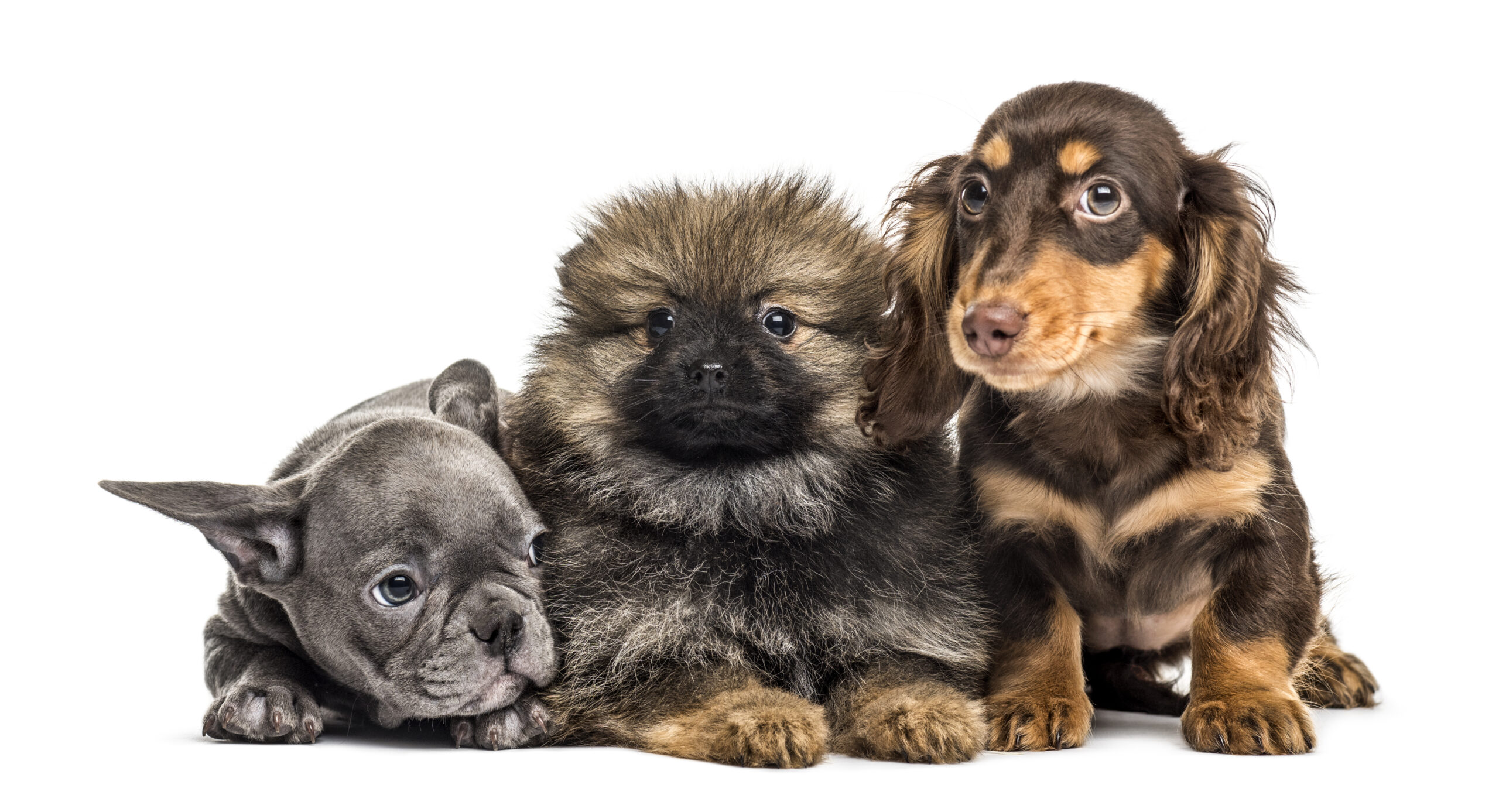 Three puppies side by side, isolated on white